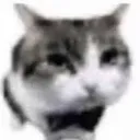 :BowCat: