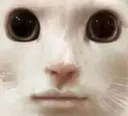indifferentcatto1