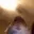 d_me_hamsterlook