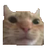 kat