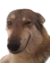 heh