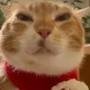 madcat