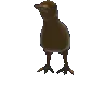 kkiwi