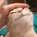 Catpat catpat Discord Emoji