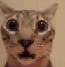 Cat_Shocked