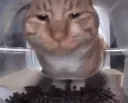 catpunch