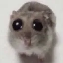 pwease