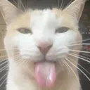 blehhhhh