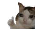 sadcat Discord Emoji