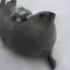 PlapPlapPlap PlapPlapPlap