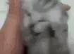 catPain