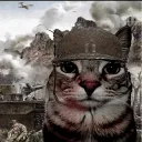 cat_soldier