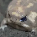 uglyguy
