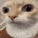 uhhcat uhhcat