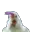 chicken_dance_SGR
