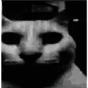 darkcat