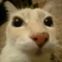 starecat starecat