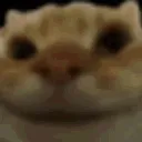 catyes