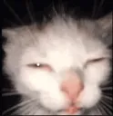 squint squint