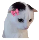 feelcutecat feelcutecat
