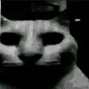 deadcat