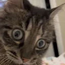 catstare