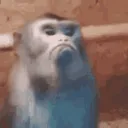madmonkey1