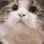 CatNod CatNod