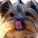 BBSillE