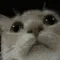 p_amsyConfused