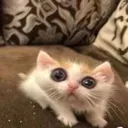 5263goffycatmeme