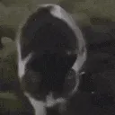 catgroovin