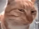 Suscat