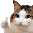 catThumbsUp