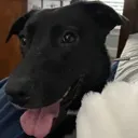 milliehappy