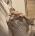 pet