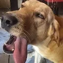 droolpup