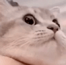 pA_cat_27 Discord emoji