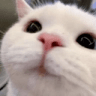pA_cat_29 Discord emoji