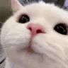 pA_cat_29 pA_cat_29
