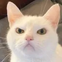 angrycat