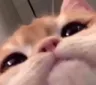 stare