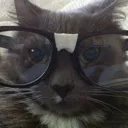 r_catnerd Discord Emoji