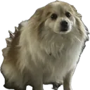 best_boy