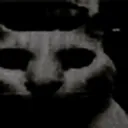 SillyCatWTF
