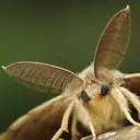 4kmoth