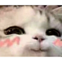 pA_catsmur Discord emoji