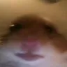 hamsterWhat