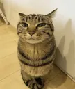 smug