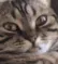 catwtf catwtf
